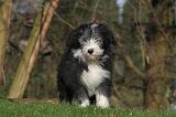 BEARDED COLLIE 437